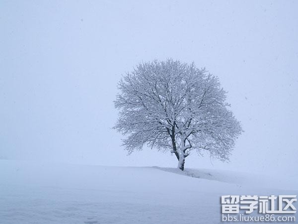 描写雪的古诗句