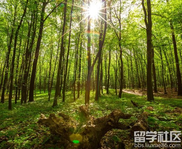 森林日演讲稿范文：关注世界森林日