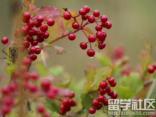 白露节气各地习俗