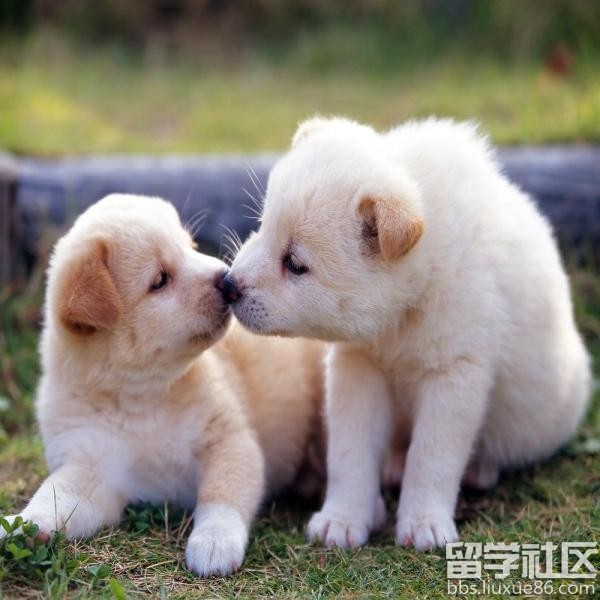 狗狗多大可以开始驱虫