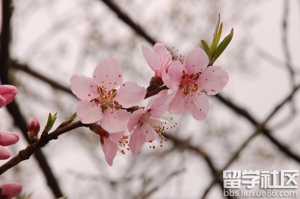 关于桃花的古诗词